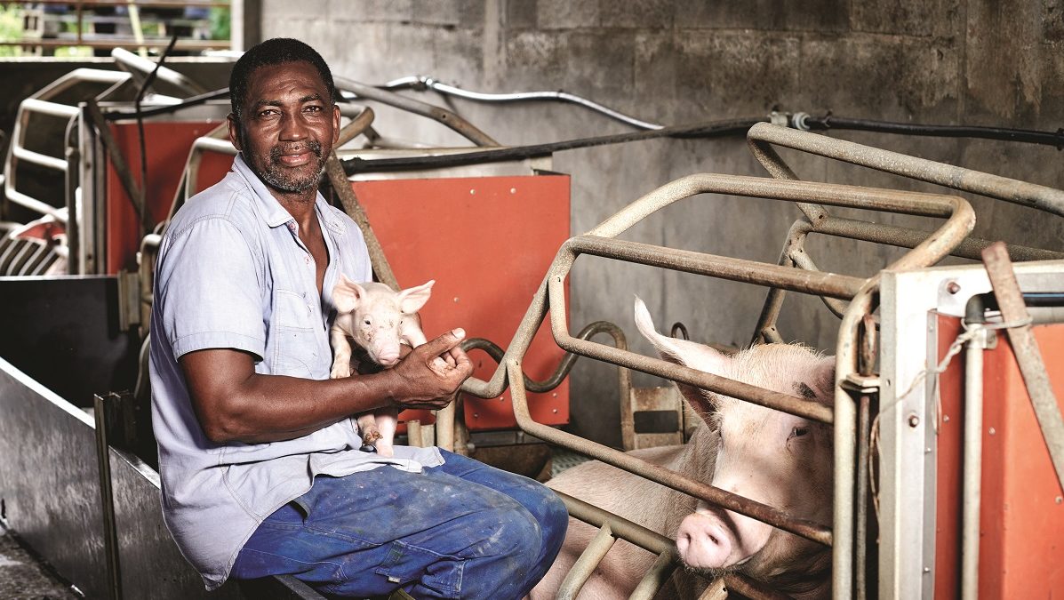 Comment dynamiser la filière porcine guadeloupéenne ?