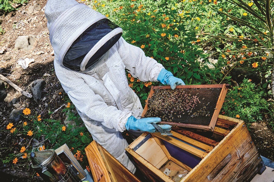 L'apicultrice Dominique Butel et ses abeilles (Guadeloupe)