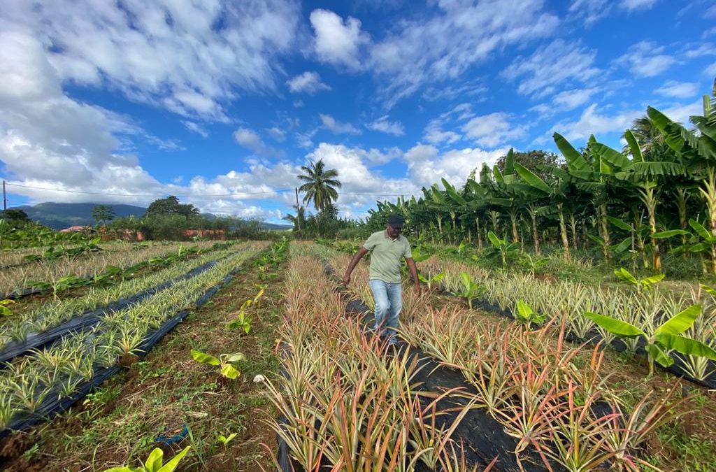 Avec Agreen Startup Guadeloupe : récompenser des starts-up agricoles