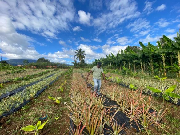 agreen startup guadeloupe