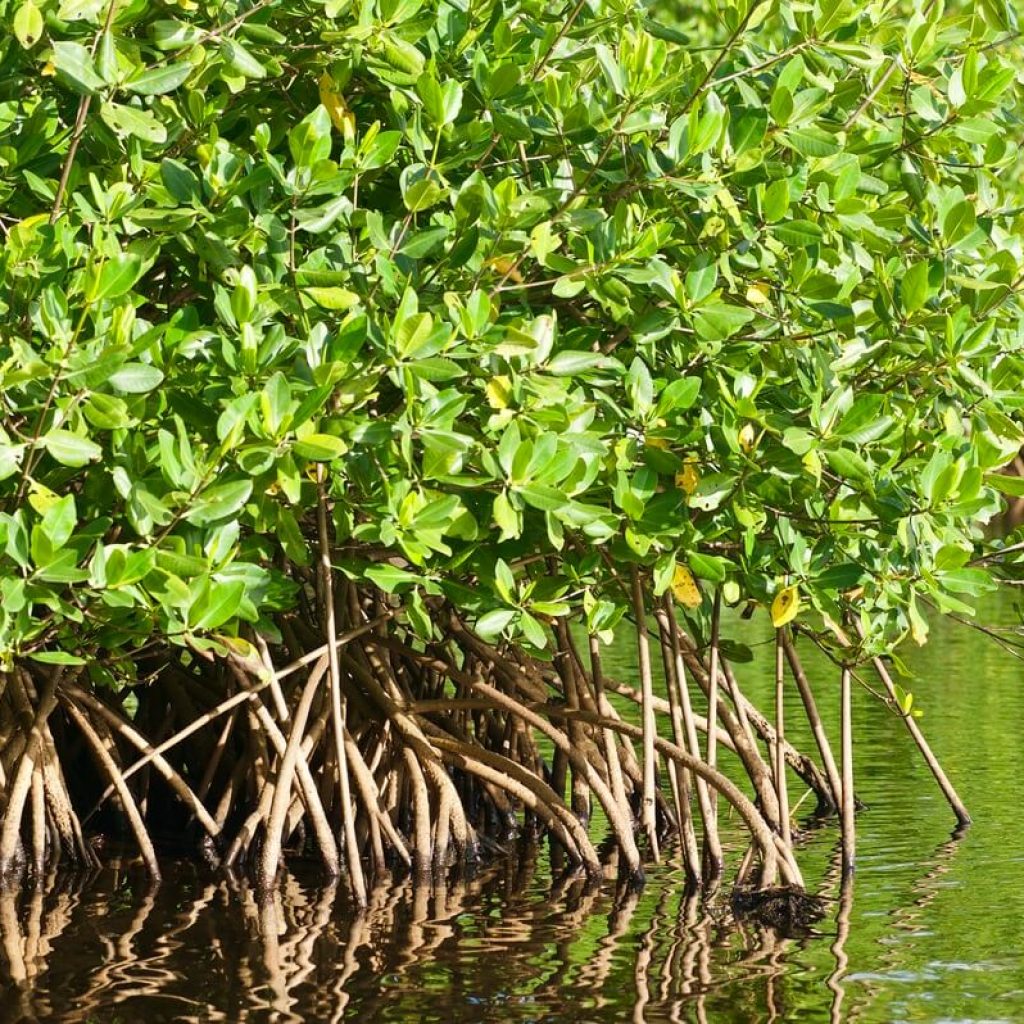 Parc National de Guadeloupe