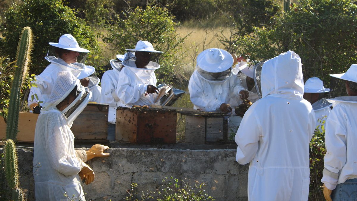 Les abeilles de Saint-Martin et les chasseurs de fleurs