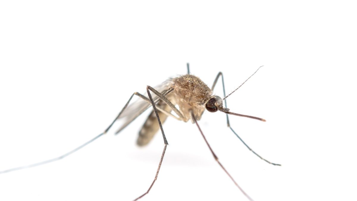 Dengue : gare au virus !