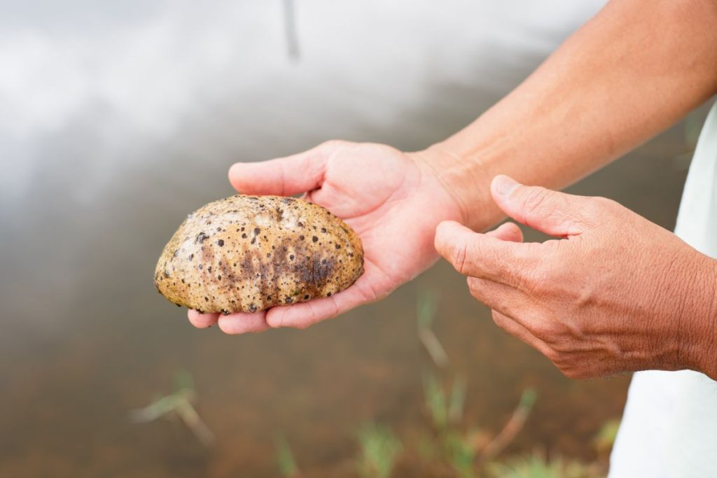 L’homme tient dans sa main une holothurie fuscogilva (aussi appelée concombre des mers).