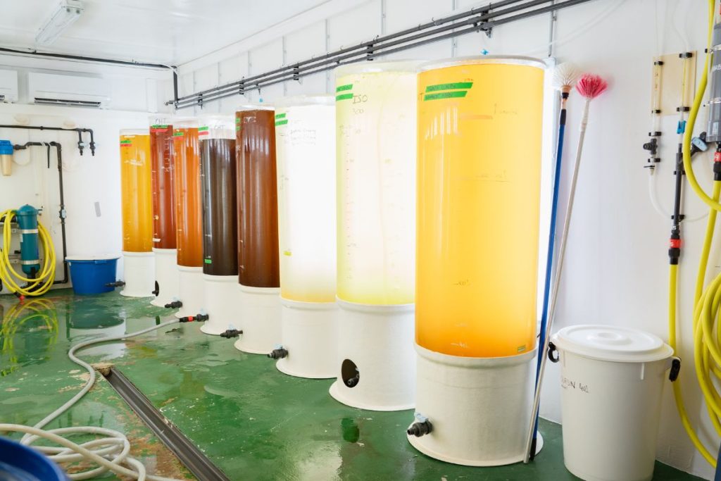 Salle d’algues de Tahiti Marine Products. Celles-ci, dont les recettes et les dosages sont gardés secrets, servent a nourrir les holothuries du parc d’élevage. 