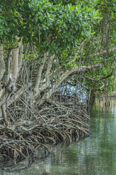 Palétuviers dans une mangrove en Martinique