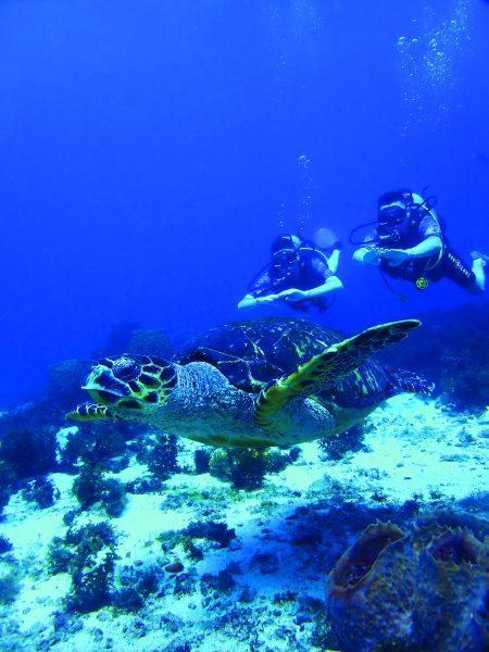 Tortue dans l'eau - An Dlo - Paul Bremer