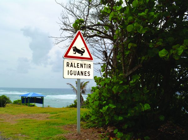 Sur les routes de La Désirade, des panneaux indiquent la présence d'iguanes "péyi", espèce classée en danger critique d'extinction.