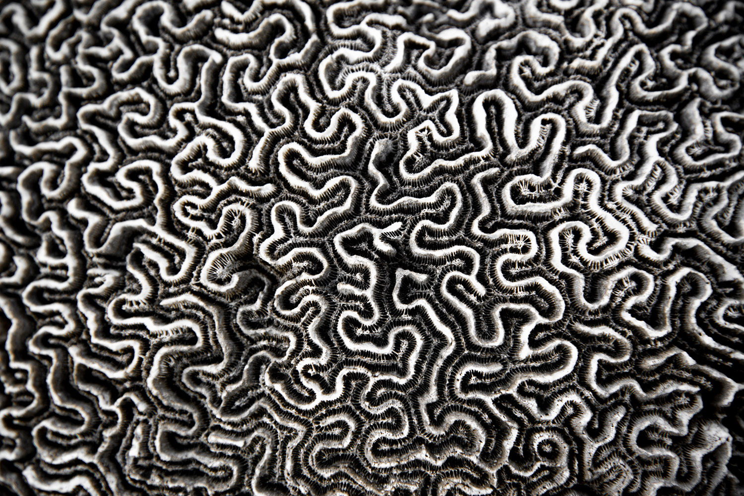 une-pensee-pour-la-terre_dsc4885_1500